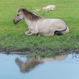 Oostvaardersplassen